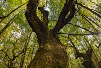 Ent